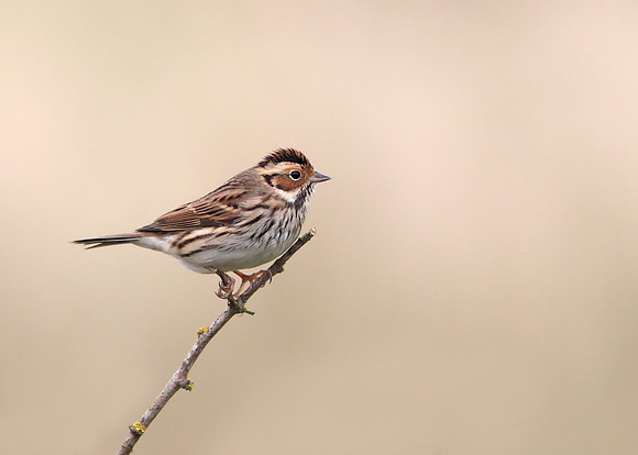 Little Bunting