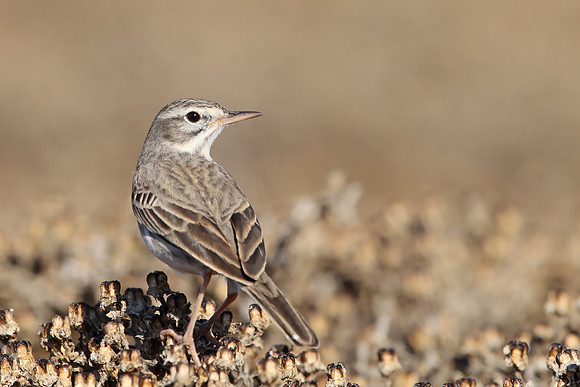 Berthelot's Pipit