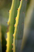 Agave