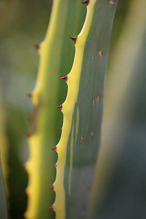 Agave