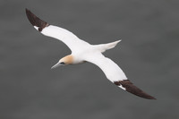Gannet