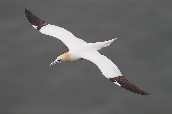 Gannet