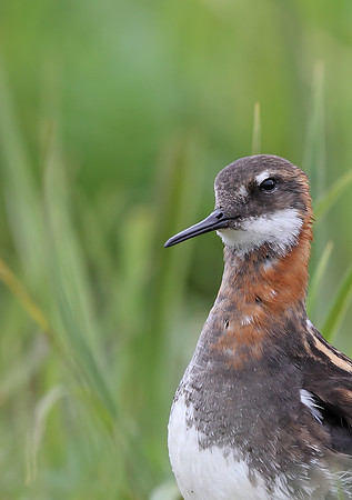 Red-necked Phalarope