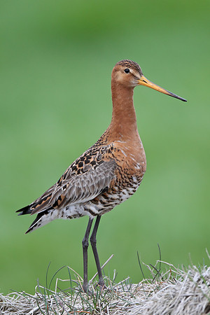 Black-tailed Godwit