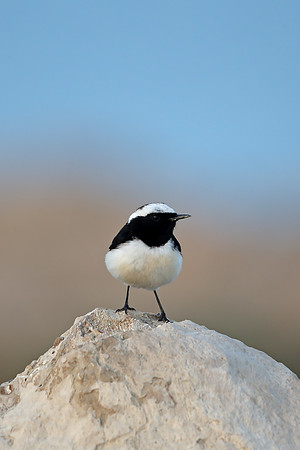 Cyprus Wheatear