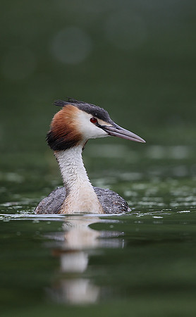 Great Crested Grebe