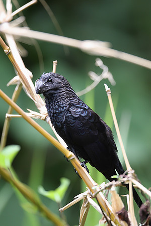 Smooth-billed Ani