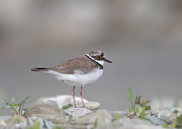 Little Ringer Plover