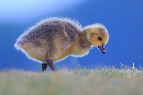 Canada Goose Gosling