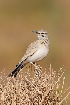 Greater Hoopoe-lark