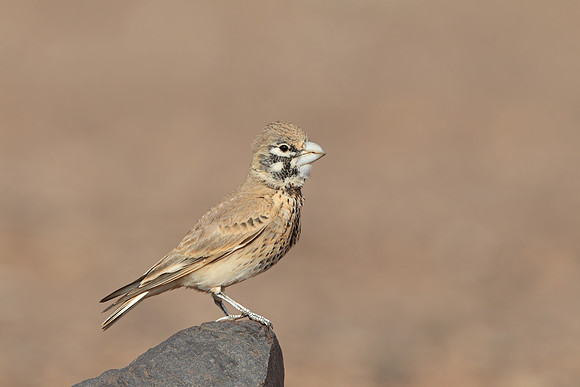 Thick-billed Lark
