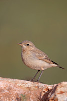 Isabelline Wheatear