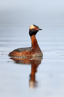 Slavonian Grebe