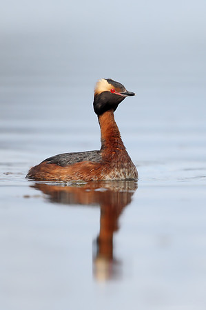 Slavonian Grebe