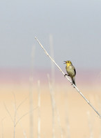 Citrine Wagtail