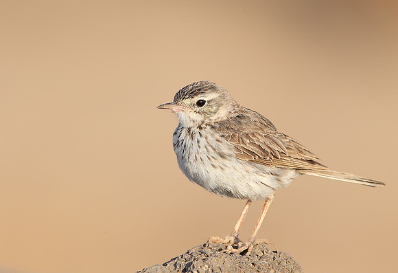 ​Berthelot's Pipit