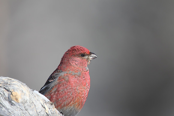 Pine Grosbeak