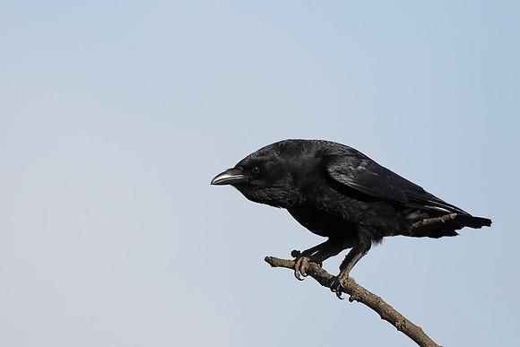 Crow