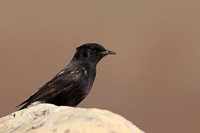 Black Wheatear