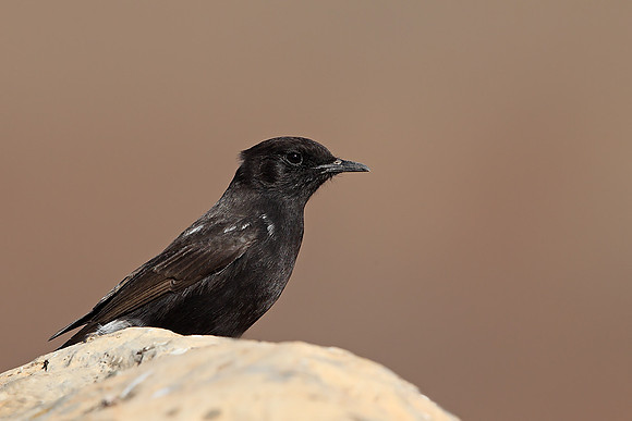 Black Wheatear