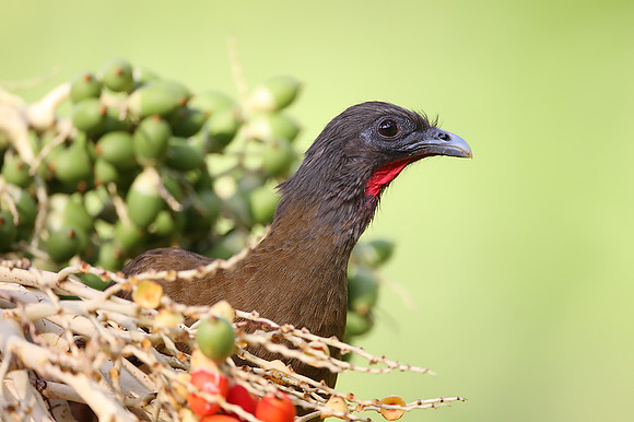 Rufous-vented Chachalaca