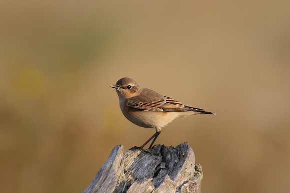 Northern Wheatear