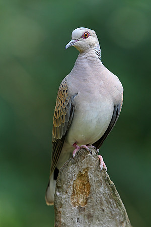Turtle Dove