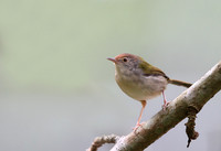 Prinias and Cisticolas