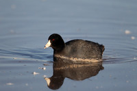 Crakes and Rails