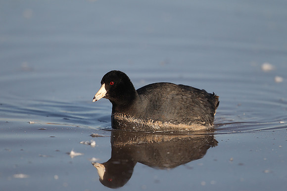 American Coot