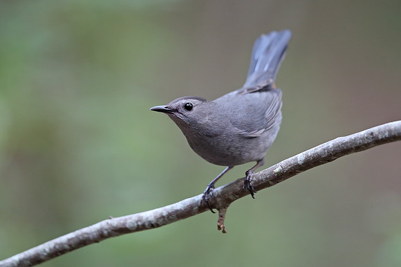 Grey Catbird