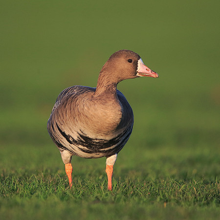 White-fronted Goose