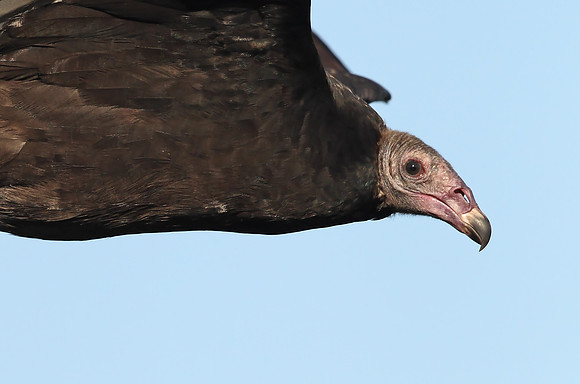 Turkey Vulture
