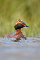 Slavonian Grebe