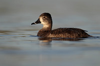 Ring-necked Duck