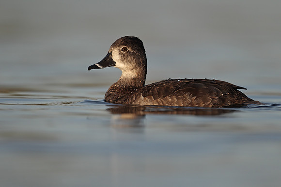 Ring-necked Duck