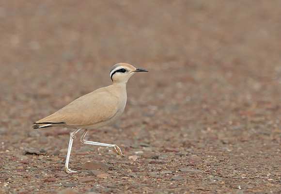 Cream-coloured Courser