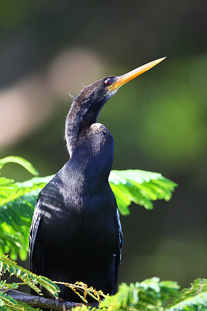Anhinga