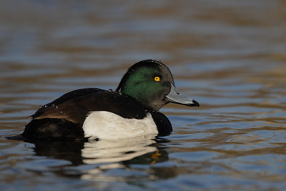 Tufted Duck