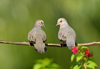 Common Ground Dove
