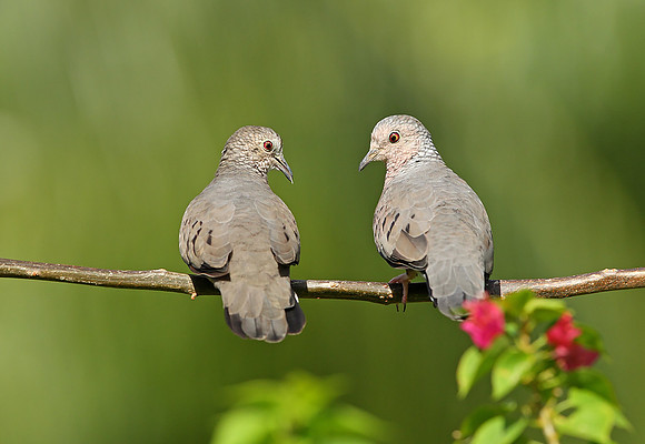 Common Ground Dove