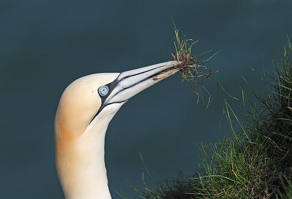 Gannet