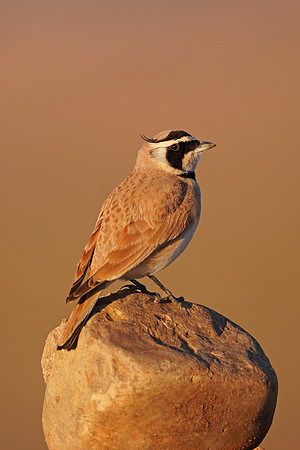 Temminck's Lark