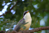 Mangrove Cuckoo
