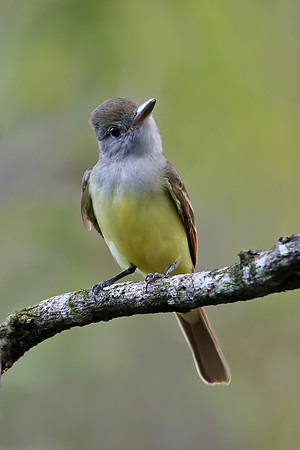 Great Crested Flycatcher