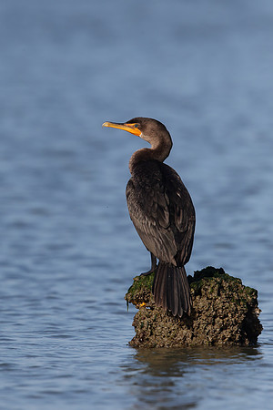 Double-crested Cormorant