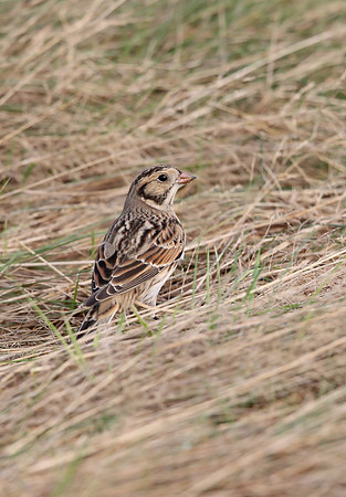 Lapland Bunting