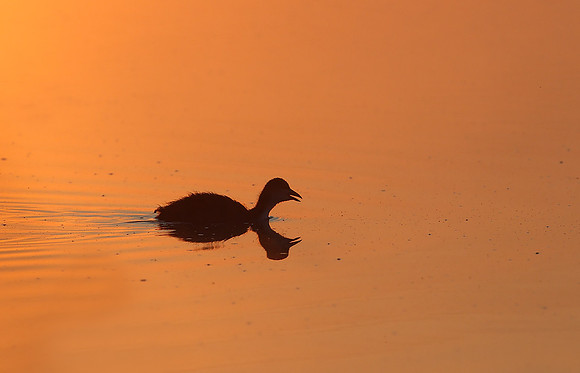 Coot