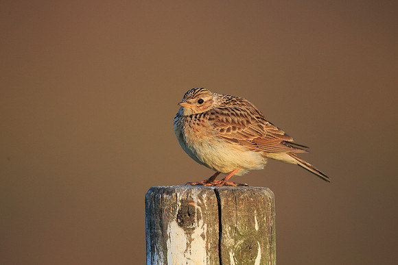 Skylark