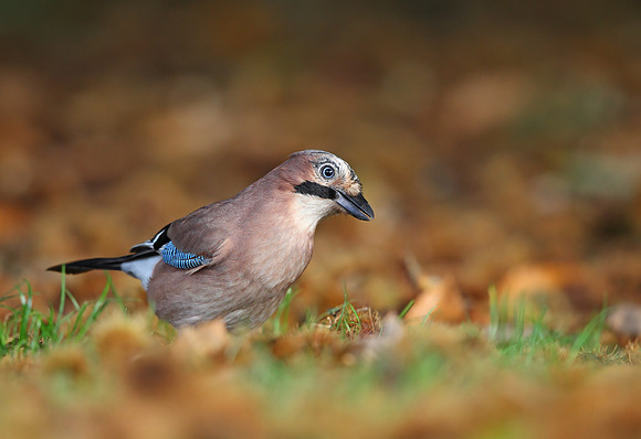 Jay